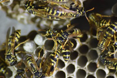 Yaban arıları polist. Yakın çekim alınır eşekarısı bir ailenin yuva.