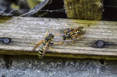 Two wasps on a plank. Wasps polist. The nest of a family of wasps which is taken a close-up. clipart