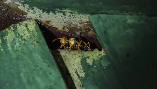 Wasps Male Wasps Peeking Out Hole Wasps Polist Nest Family — Stock Photo, Image