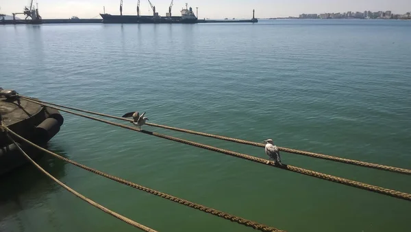 Gaviota Sentada Sobre Cuerdas Amarre Aves Bahía Del Mar — Foto de Stock