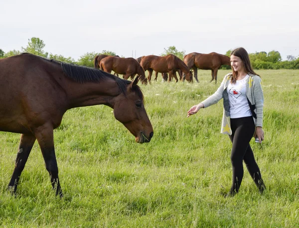 少女は馬をなでます。牧場で馬と少女. — ストック写真