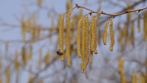 Mengalir Hazel Hazelnut Hazel Catkins Branch — Stok Video