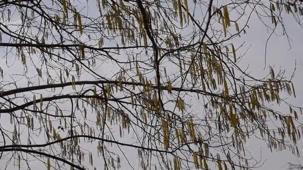 风吹过榛树的树枝 榛子的绽放 树枝对着天空 — 图库视频影像