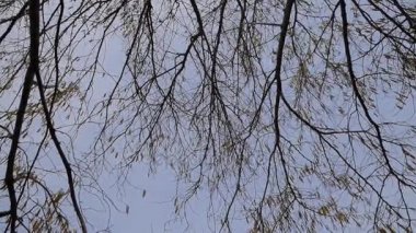 Rüzgar fındık dalları pokes. Fındık çiçek açması. Dalları gökyüzüne karşı