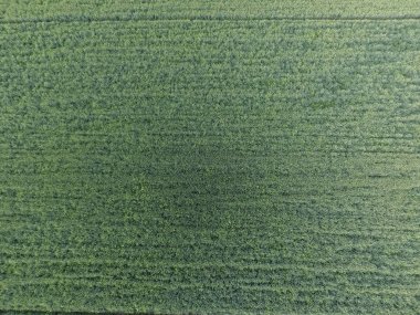 Buğday alan doku. Arka plan alanında genç yeşil buğday. Quadrocopter fotoğraf. Buğday alan hava fotoğrafı