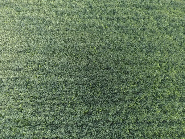 麦田的纹理 年轻的绿色小麦在球场上的背景 直升机的照片 航拍照片的麦田 — 图库照片