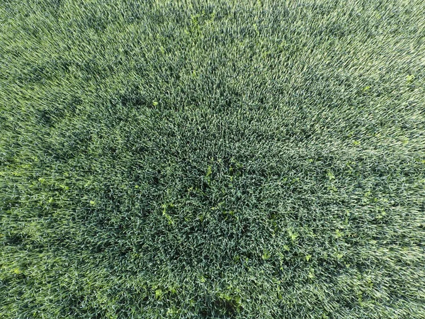 Textura de campo de trigo. Fondo de trigo verde joven en el campo. Foto del quadrocopter. Foto aérea del campo de trigo —  Fotos de Stock