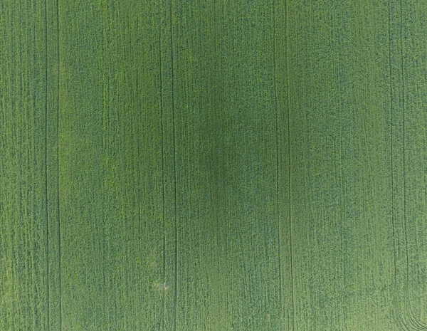 Konsistens av vetefält. Bakgrund av unga gröna vete på fältet. Foto från quadrocopter. Flygfoto av fältet vete — Stockfoto