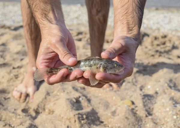 Fish Bull Hands Benthic Inhabitant Coastal Waters — Stock Photo, Image