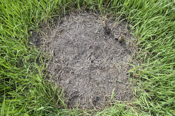 Gewöhnliche Ameisen Auf Einem Ameisenhaufen Soziale Insekten — Stockfoto