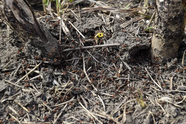 Semut Biasa Sarang Semut Serangga Sosial — Stok Foto