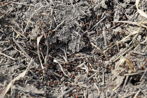 Gewöhnliche Ameisen Auf Einem Ameisenhaufen Soziale Insekten — Stockfoto