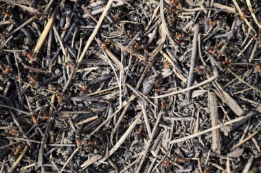 Sıradan karıncalar karınca üzerinde. Sosyal böcekler.