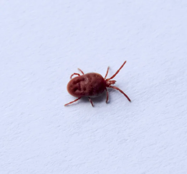 Red Velvet Mite White Sheet Paper Macro Shooting Velvet Plaster — Stock Photo, Image