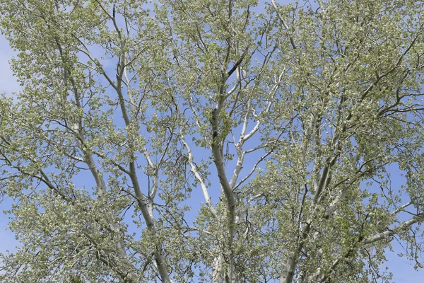 青空銀ポプラ 最近咲いた芽や若い葉 枝に春します — ストック写真