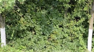 İle DJI indeks işlem Phantom 4 uçuş robot. Quadrocopter beyaz bulutlar ile mavi gökyüzüne karşı. Gökyüzünde helikopter uçuş.