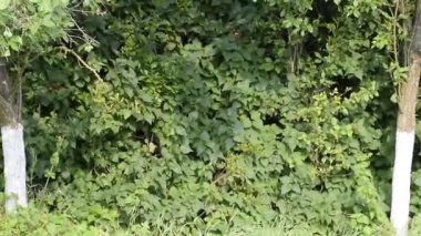 İle DJI indeks işlem Phantom 4 uçuş robot. Quadrocopter beyaz bulutlar ile mavi gökyüzüne karşı. Gökyüzünde helikopter uçuş.