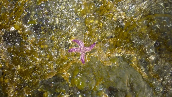 Sjøstjerner Stranden Sjøstjerner Vannet Echinoderms Bløtdyr Sjøfugl – stockfoto