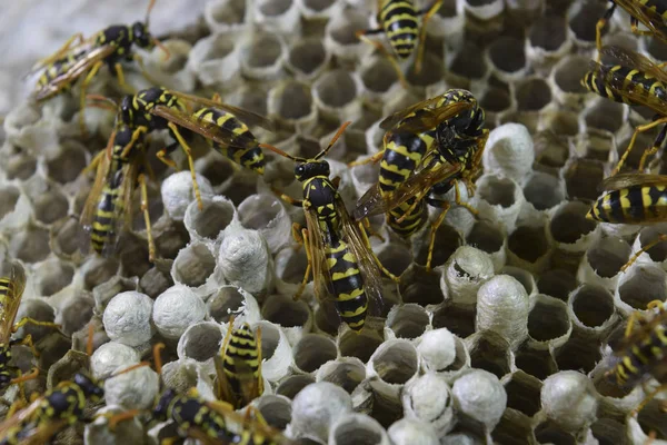 Wasps Polist Sarang Dari Keluarga Tawon Yang Diambil Dari Jarak — Stok Foto