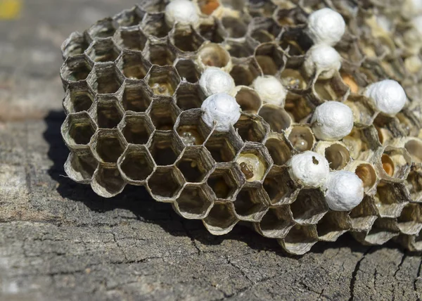 ハチの Polist クローズ アップの撮影はハチの家族の巣 — ストック写真