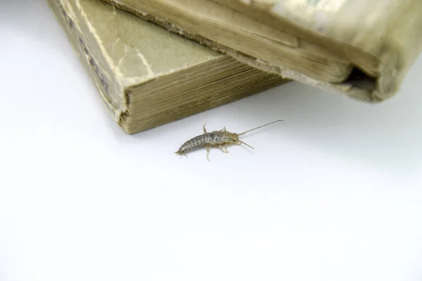 Insect Feeding Paper Silverfish Pest Books Newspapers — Stock Photo, Image