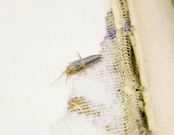 Insect Feeding Paper Silverfish Pest Books Newspapers — Stock Photo, Image