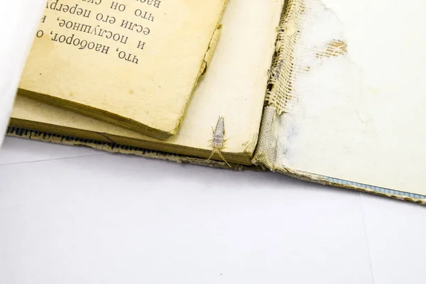 Insecte Nourrissant Papier Poisson Argenté Livres Journaux Antiparasitaires — Photo