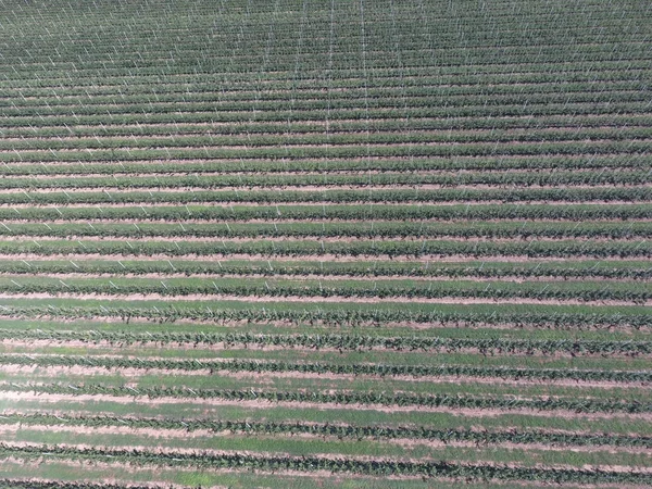 Rijen Van Bomen Tuin Aerophotographing Bovenaanzicht Landschap Appelboomgaarden — Stockfoto