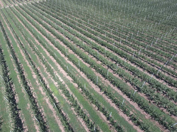 Bahçedeki ağaçlar satırlarının. Aerophotographing, üstten görünüm. — Stok fotoğraf