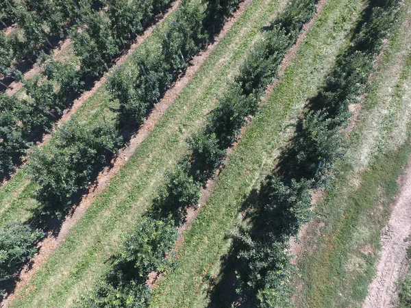 정원에서 나무의 행입니다 Aerophotographing 평면도 과수원 — 스톡 사진