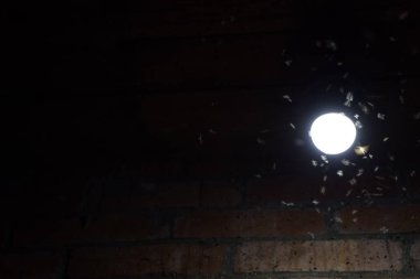 Bir ampul, gece böcekler. Cazibe böcekler ışık.