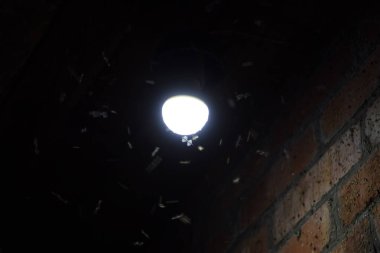 Bir ampul, gece böcekler. Cazibe böcekler ışık.