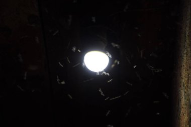 Bir ampul, gece böcekler. Cazibe böcekler ışık.