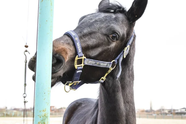 The horse walked around the stadium. Rideable horse.