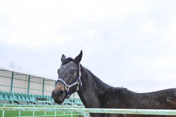 The horse walked around the stadium. Rideable horse.