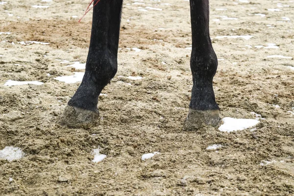 Pernas Cavalo Cascos Cavalo Areia Cavalo Andou Redor Estádio Cavalo — Fotografia de Stock