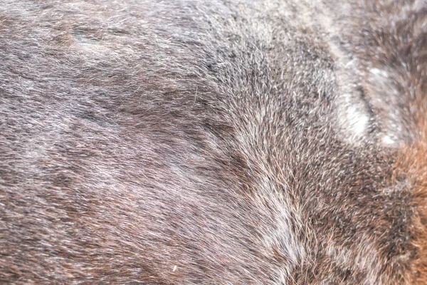 Atları Cilt Kapatın Kahverengi Rideable — Stok fotoğraf