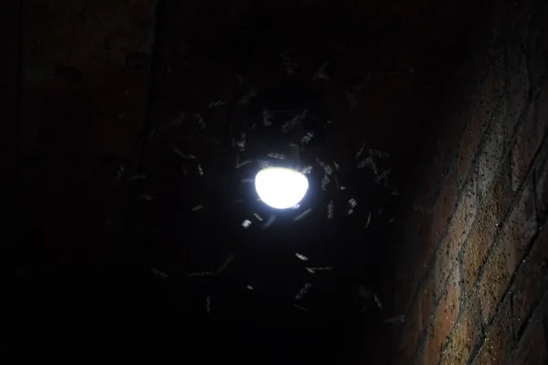 Natt Insekter Glödlampa Dragning Insekter Ljus — Stockfoto