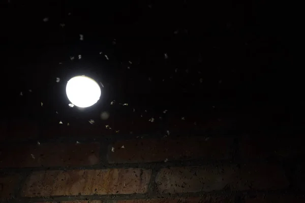 Insetos Noturnos Uma Lâmpada Atração Luz Insetos — Fotografia de Stock