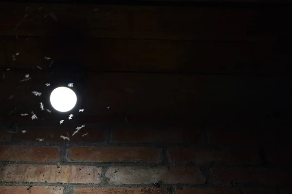 Bir Ampul Gece Böcekler Cazibe Böcekler Işık — Stok fotoğraf