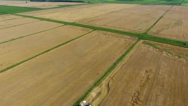 大麦の収穫を収穫. — ストック動画