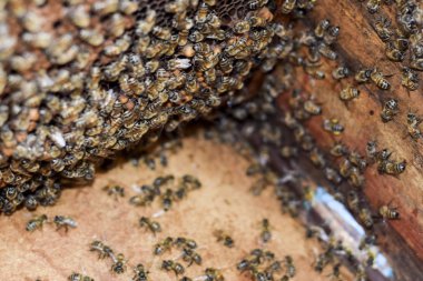 Bir arı kovanı, bir görünüm içinden. Arı-kulübe. Bal arısı. Kovan girişi.