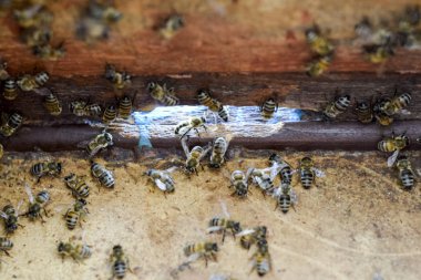 Bir arı kovanı, bir görünüm içinden. Arı-kulübe. Bal arısı. Kovan girişi. Bal arıları ev arı kovanı üzerinde. Bal arıları teknoloji yetiştiriciliği.