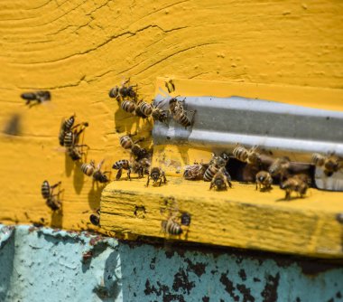Arıların kovan girişinde sinek. Tepsi, kovanı. Kovan girişi delik. Bal arıları ev arı kovanı üzerinde. Bal arıları teknoloji yetiştiriciliği.