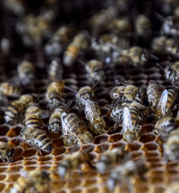 Bal arıları ev arı kovanı üzerinde. Bal arıları teknoloji yetiştiriciliği.