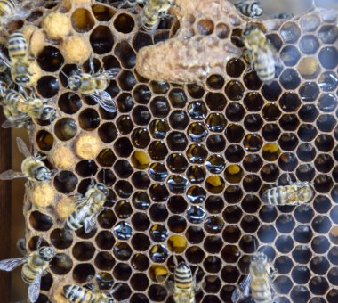 Bal arıları üzerinde ev arı kovanı