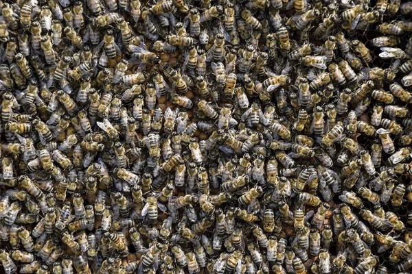 A dense cluster of swarms of bees in the nest. Working bees, drones and uterus in a swarm of bees. Honey bee. Accumulation of insects.