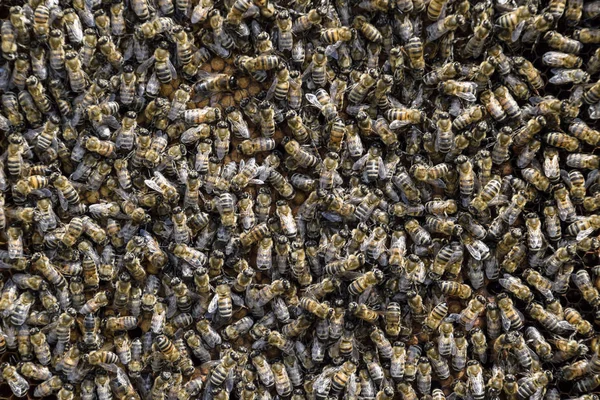 Um denso conjunto de enxames de abelhas no ninho. Abelhas trabalhando, drones e útero em um enxame de abelhas. Abelha. Acumulação de insetos . — Fotografia de Stock