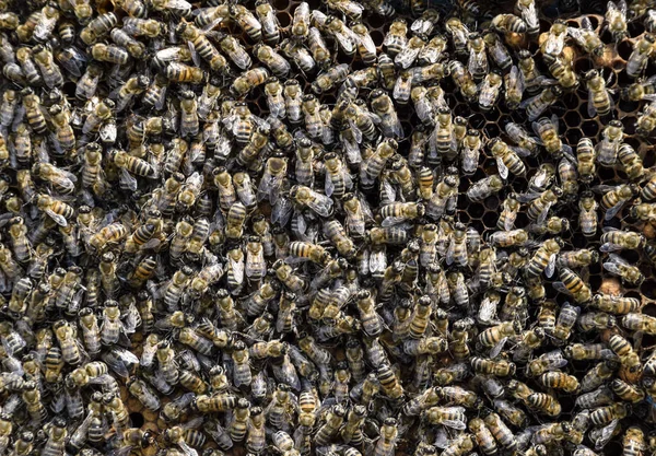 A dense cluster of swarms of bees in the nest. Working bees, drones and uterus in a swarm of bees. Honey bee. Accumulation of insects.