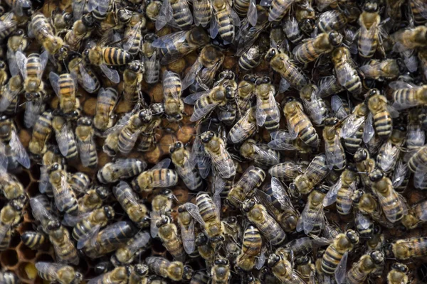 A dense cluster of swarms of bees in the nest. Working bees, drones and uterus in a swarm of bees. Honey bee. Accumulation of insects.